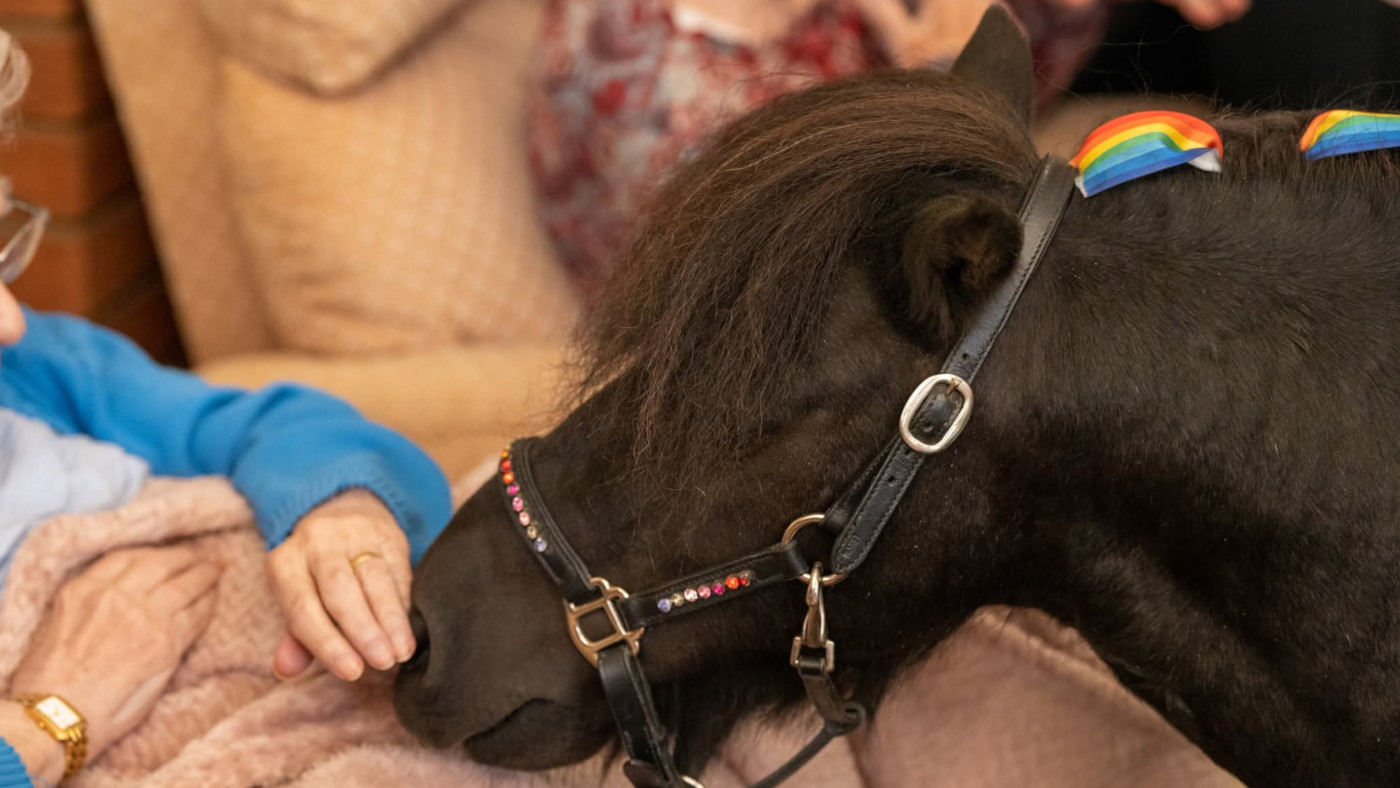 Pony de thérapie miniature avec `` beaucoup de personnalité '' nominé pour le prix de la BBC