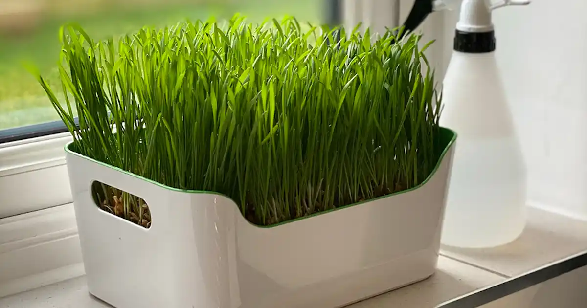 Revue des produits: mon plateau d'herbe de chat à l'herbe à l'herbe de chat prêt à l'herbe