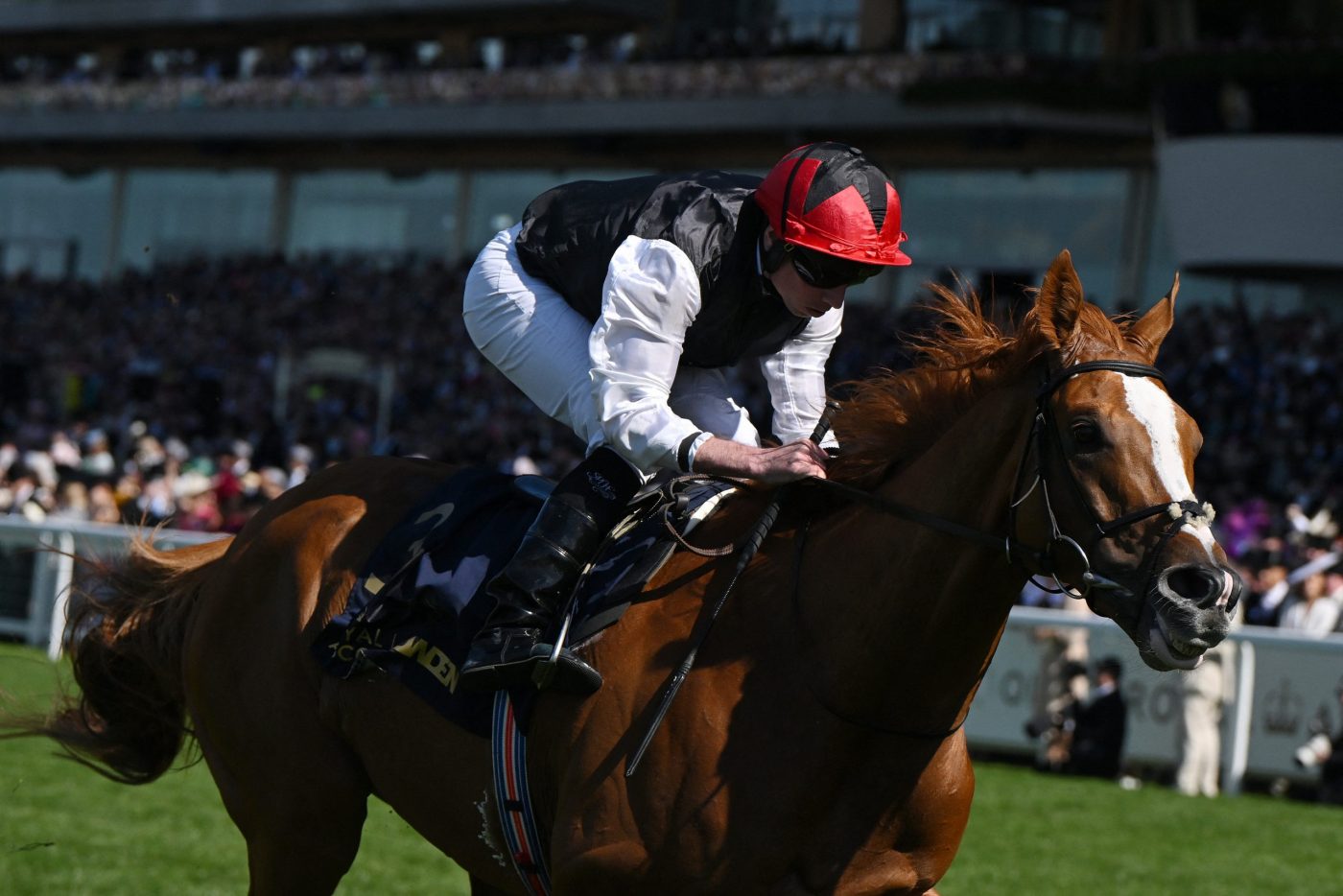Top RaceHorse Kyprios a pris sa retraite en raison d'une blessure