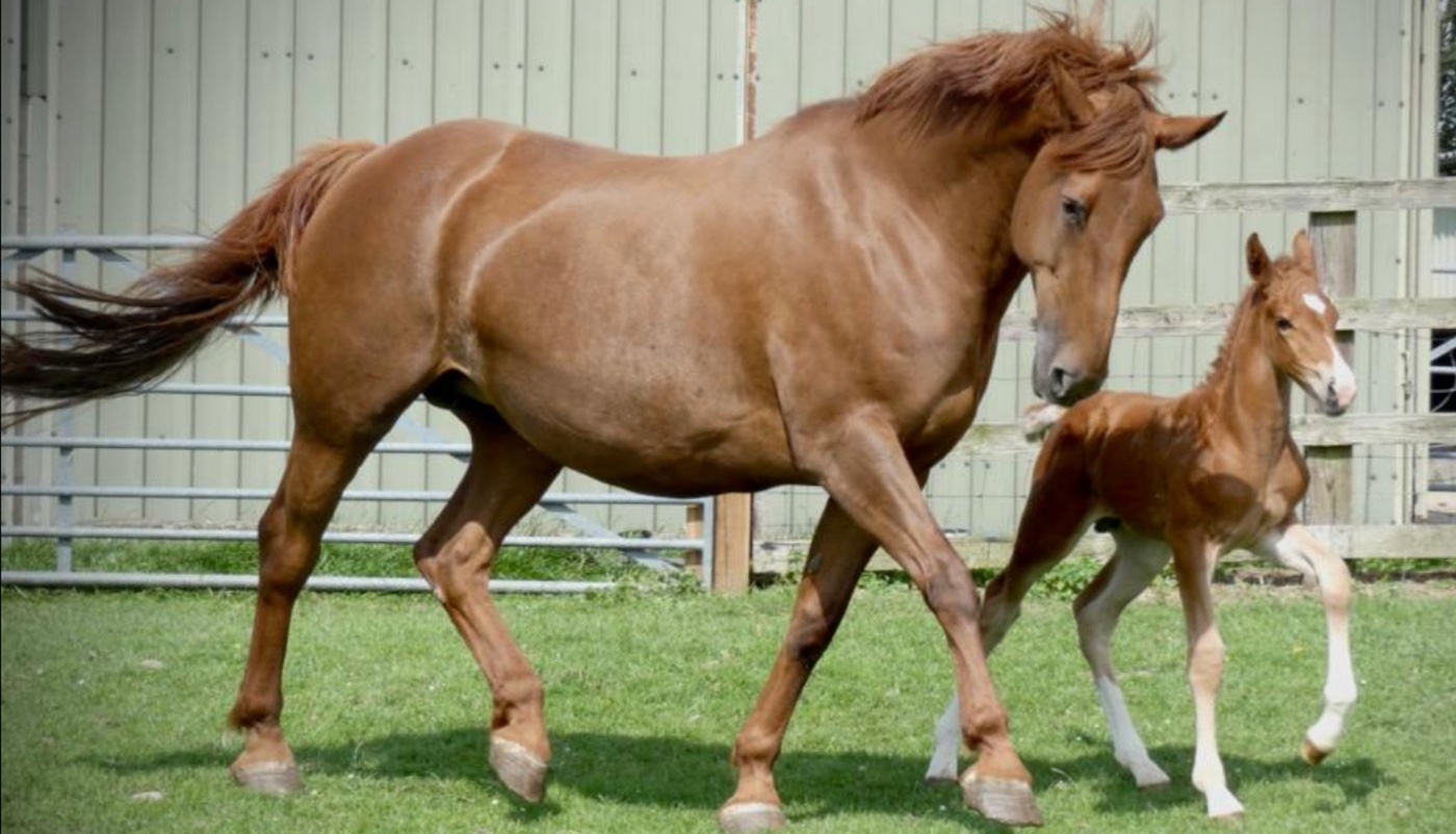 Avertissement de plante toxique après le cheval avec des panneaux coliques, il y avait des moments d'être déposés