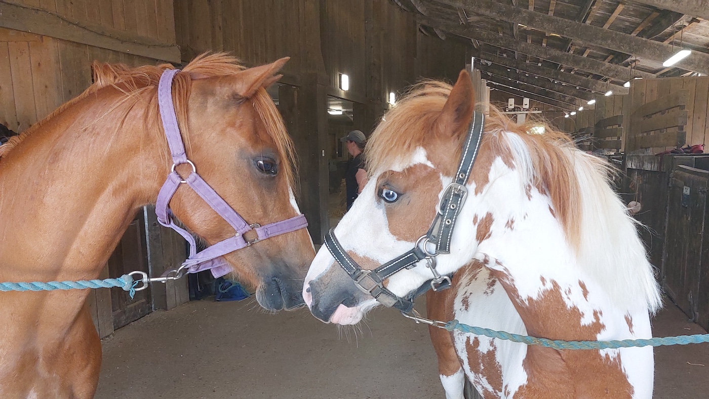 Deuxième chances: les chevaux sauvés de la négligence et de l'abandon apportent de la joie comme des membres de l'école très appréciés