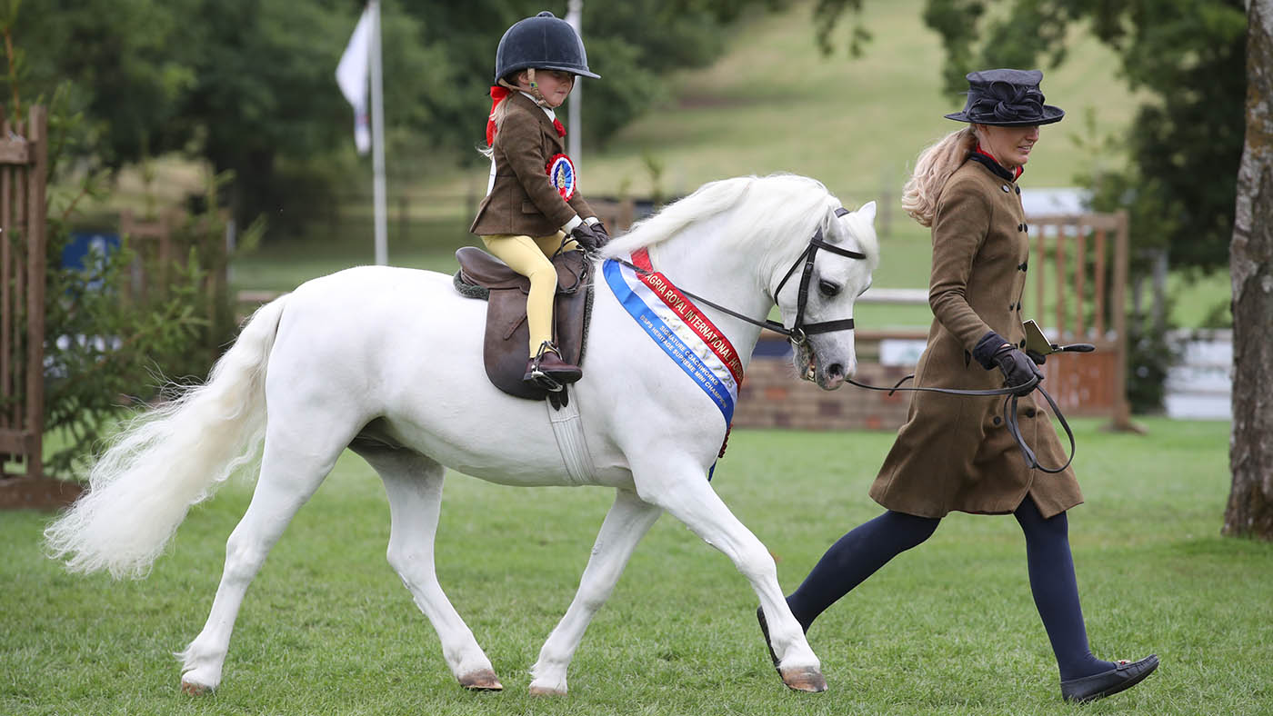 "Hero Harry" est suprême Mini M&M Champion de Royal International