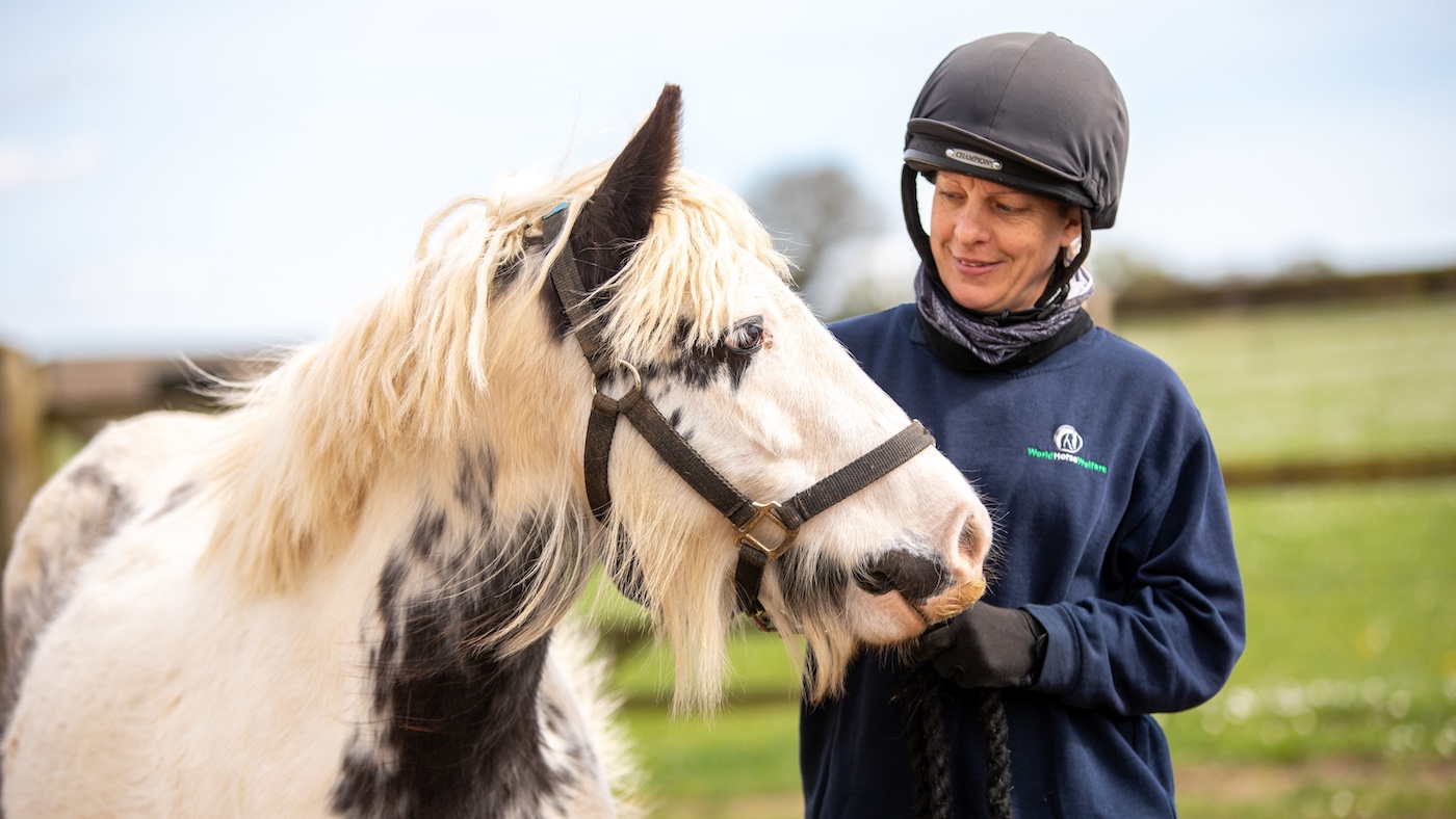 Horses sauvés prêts pour les nouvelles maisons en tant que centre étant donné tout clair de Strangles six mois après l'épidémie