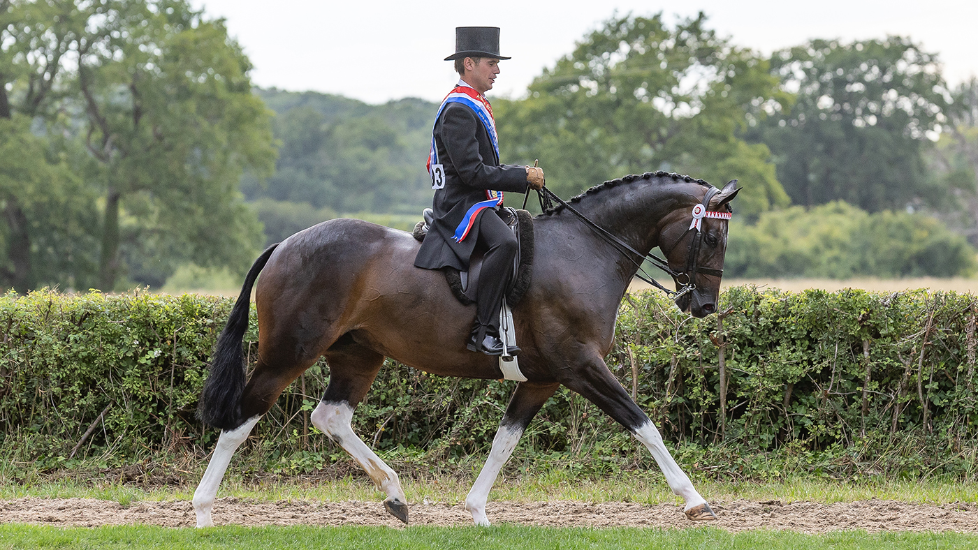 Lostock Up Till Dark est Royal International Horse Show colored Supreme