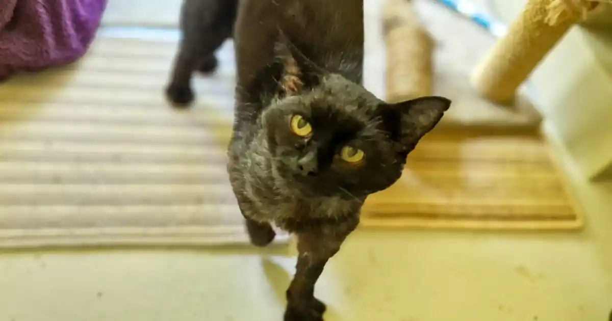 South London Rescue Cat adopté par le poste de police