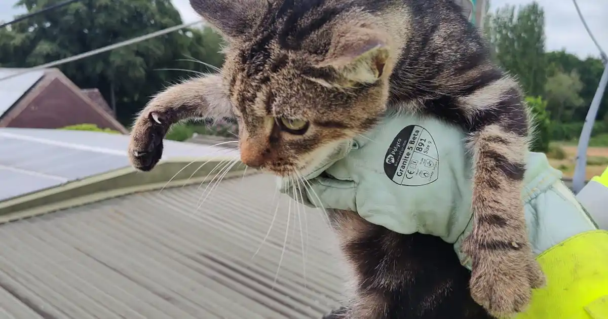 Tonbridge Cat jusqu'à 8 vies!