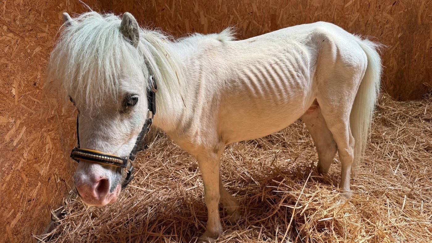 Minuscule poney émacié avec des étrangles jetés et laissés pour morts