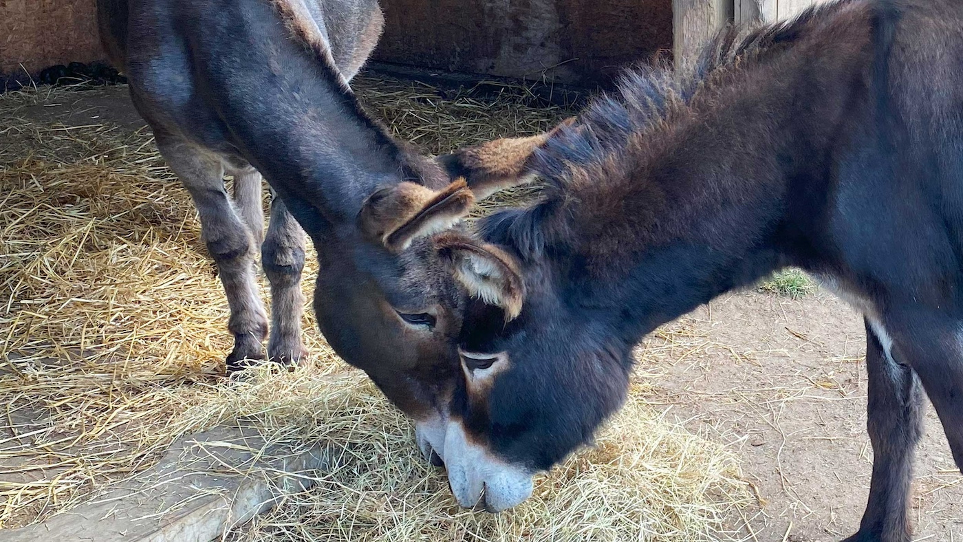 Donkey abandonné trouve un nouvel ami dans Loving Home