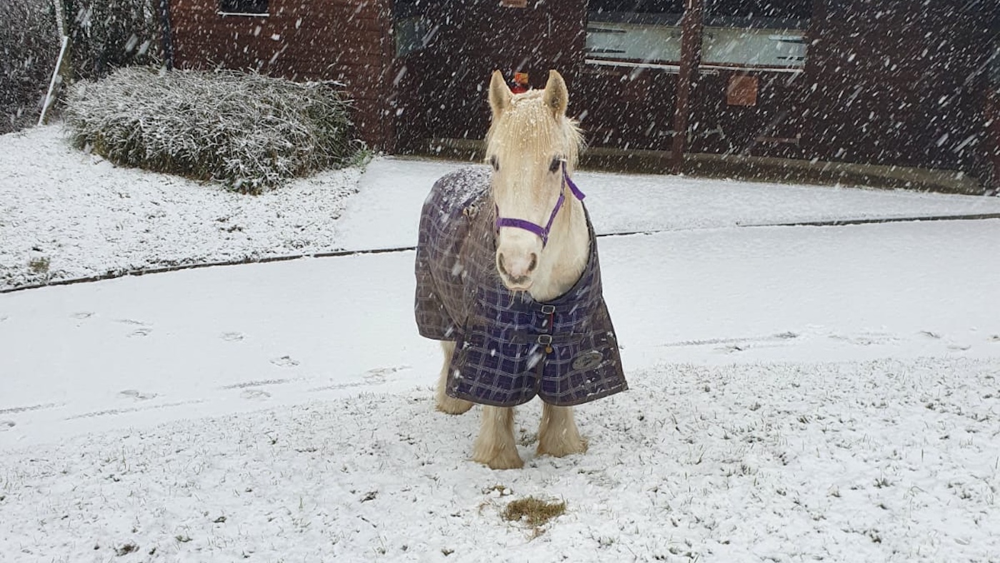 Adieu à Rda Pony qui a apporté de la joie aux autres pendant plus de 20 ans
