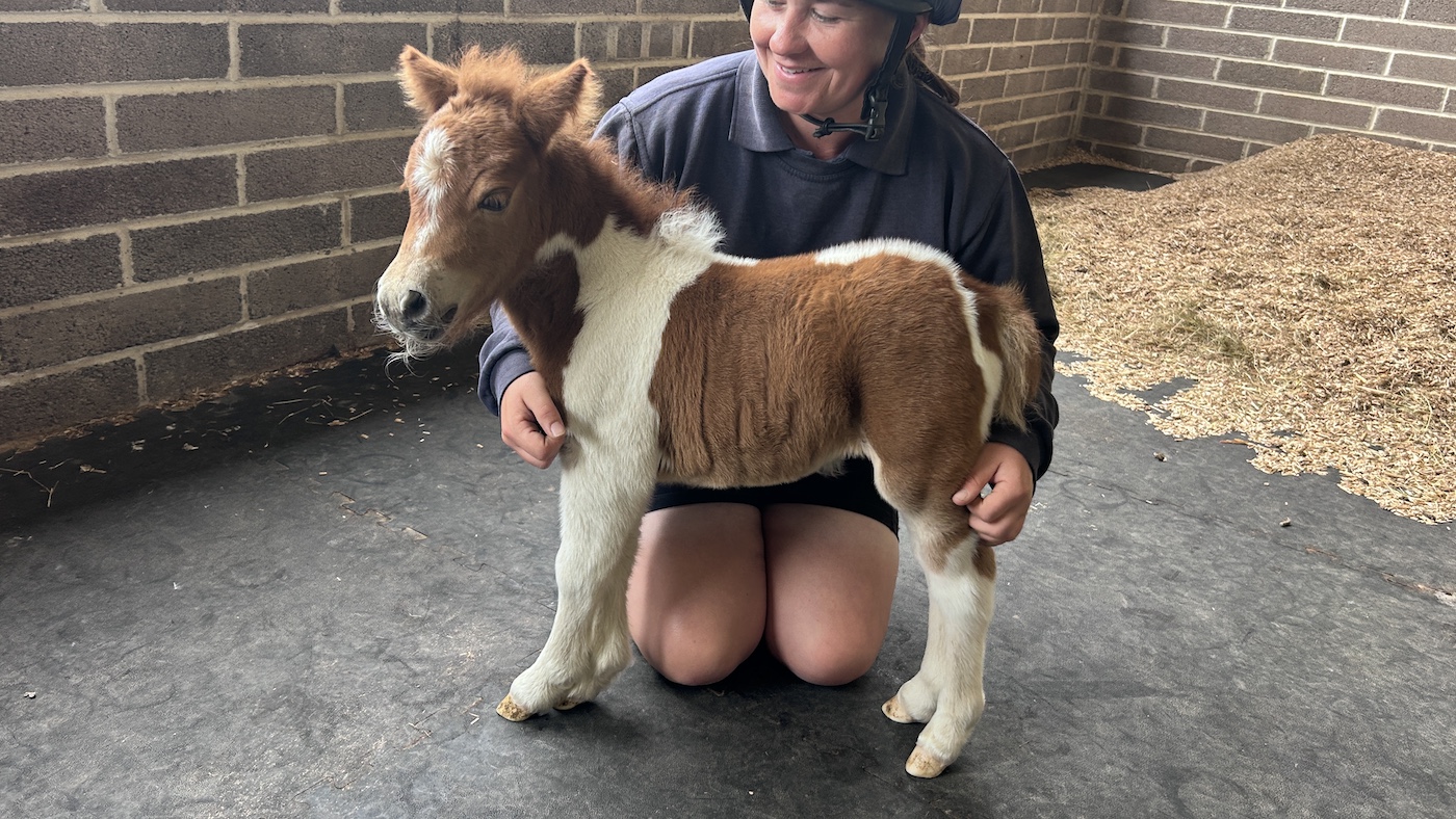 `` Adorable '', mais un petit poulain de 15 kg porte un message aux éleveurs de chevaux potentiels