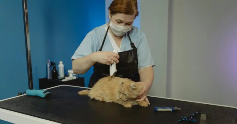 Que faire quand votre chat a une urgence la nuit