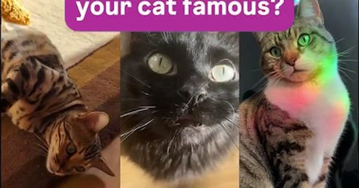 Votre félin est-il le prochain visage de Whiskas®