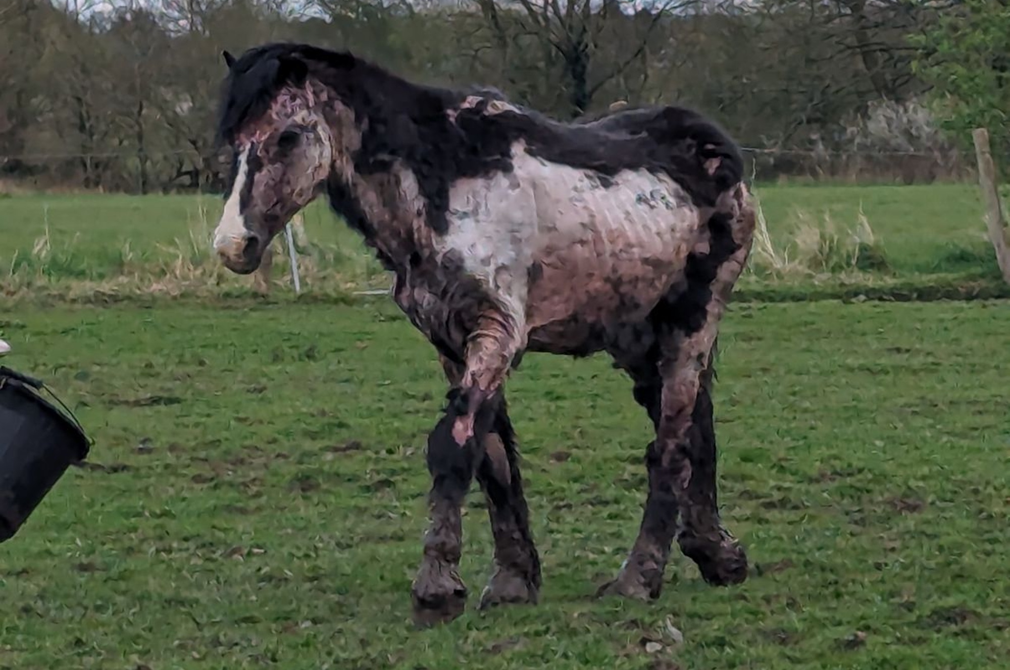 Les sauveteurs «horrifiés» comme un cheval négligé, un pondéo-pondéral trouvé presque chauve à partir de l'état de la peau non traitée * Avertissement: images bouleversantes *