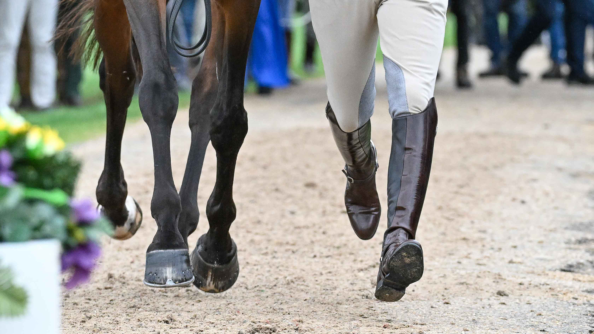 Tous les chevaux passent un trotter froid aux Championnats d'Europe Blenheim