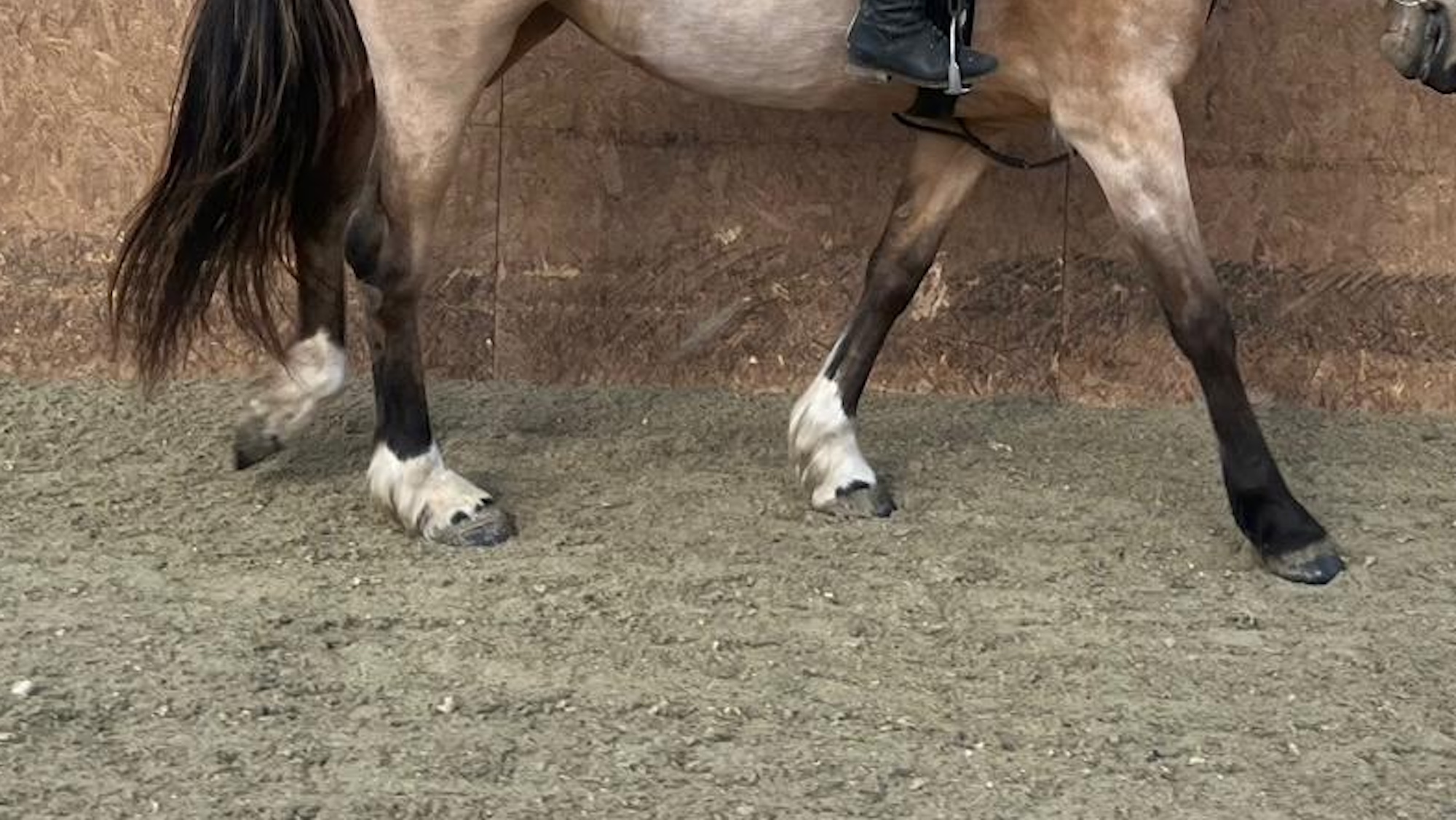 `` Croyez ce que vous ressentez '': les cavaliers ont demandé à écouter des chevaux «paresseux» ou «coquins» peuvent avoir une douleur ligamentaire