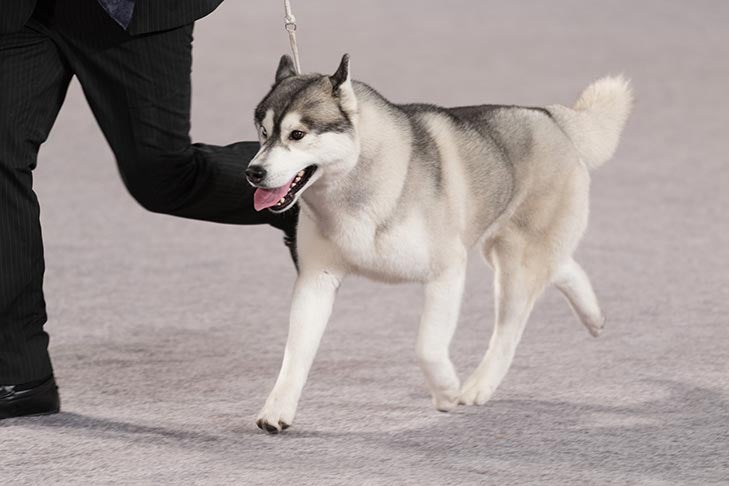 Comprendre le code AKC mis à jour de l'esprit sportif et de la civilité