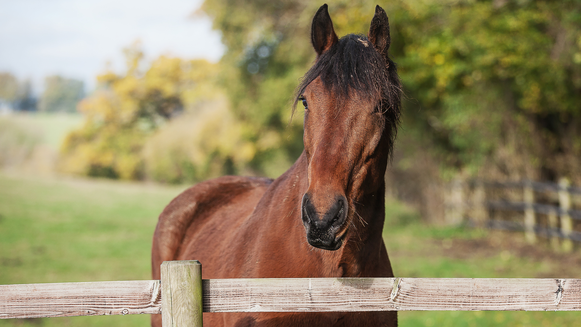 `` Il est allé entouré d'amour '': Adieu à un cheval de police courageux qui a servi pendant 12 ans