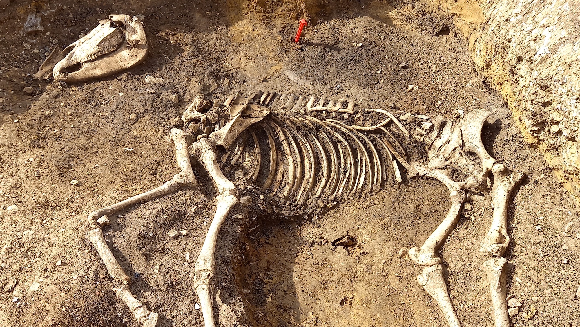 L'inhumation d'un cheval il y a 1 900 ans, Blenheim Européens et autres nouvelles