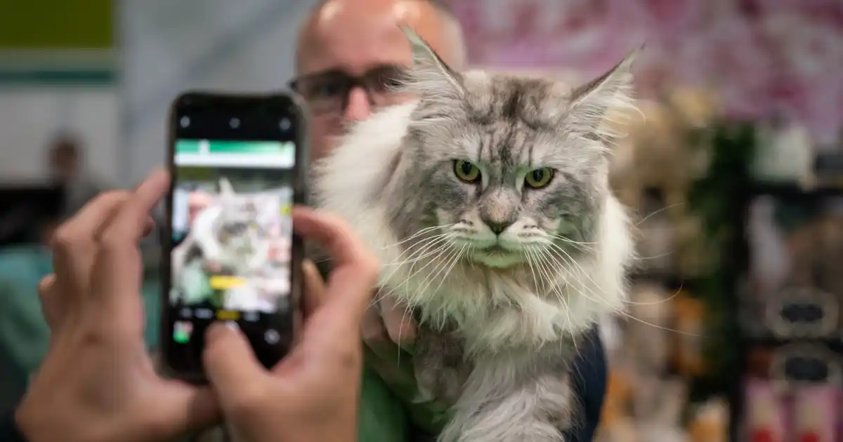 Le Cat Show Live revient à NEC de Birmingham