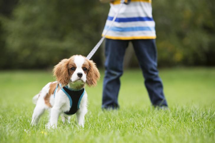 Le Cavalier King Charles Spaniel est-il un bon choix pour vous?
