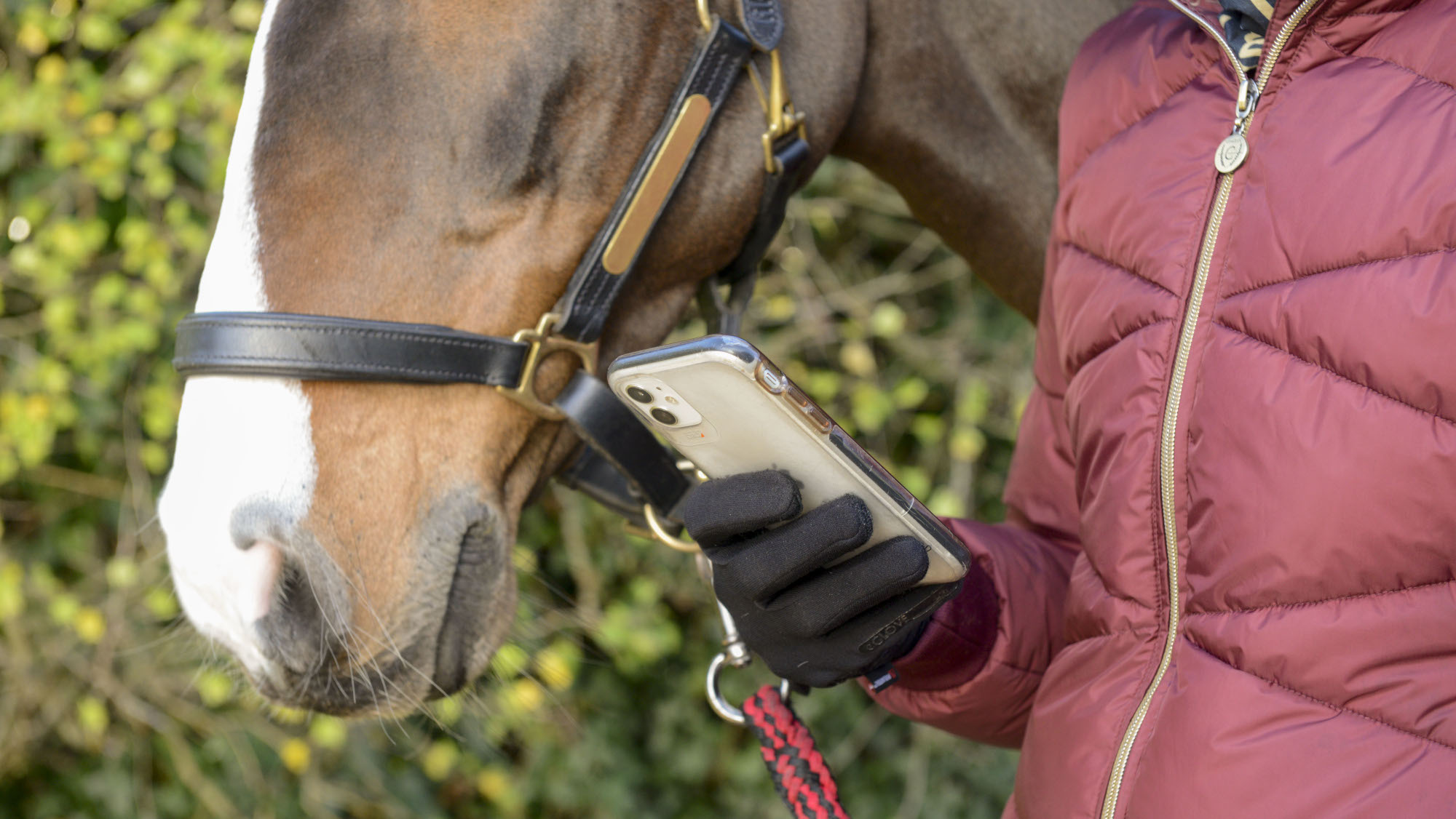 Les propriétaires de chevaux ont averti de créer des contrats involontaires sur WhatsApp lors de l'achat et de la vente