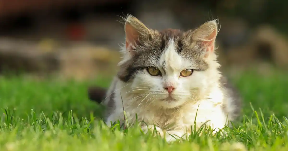 Pas si curieux après tout: une nouvelle étude trouve que les chats préfèrent la prévisibilité