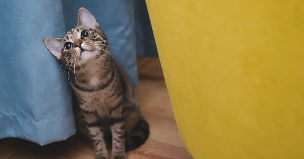 10 choses que vous faites et que votre chat déteste