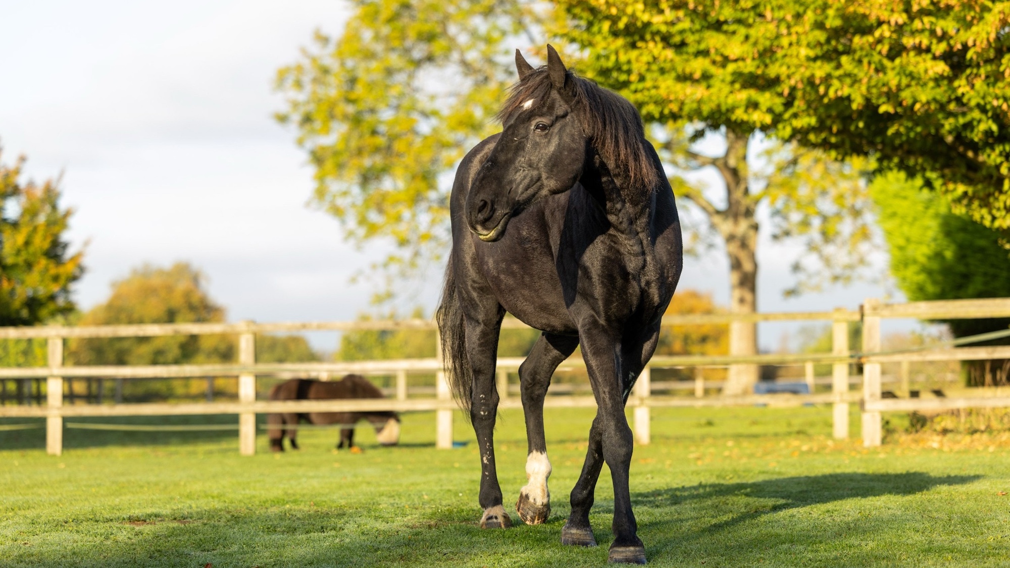Cheval de l'armée qui a fait une « guérison remarquable » après s'être enfui dans les rues de Londres pour profiter de sa retraite