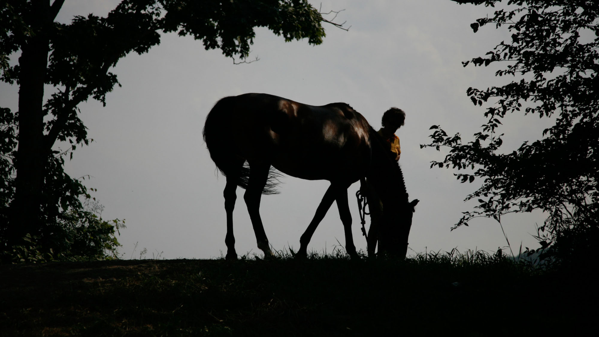 De nouvelles recherches sur le chagrin chez les chevaux pourraient aider les propriétaires