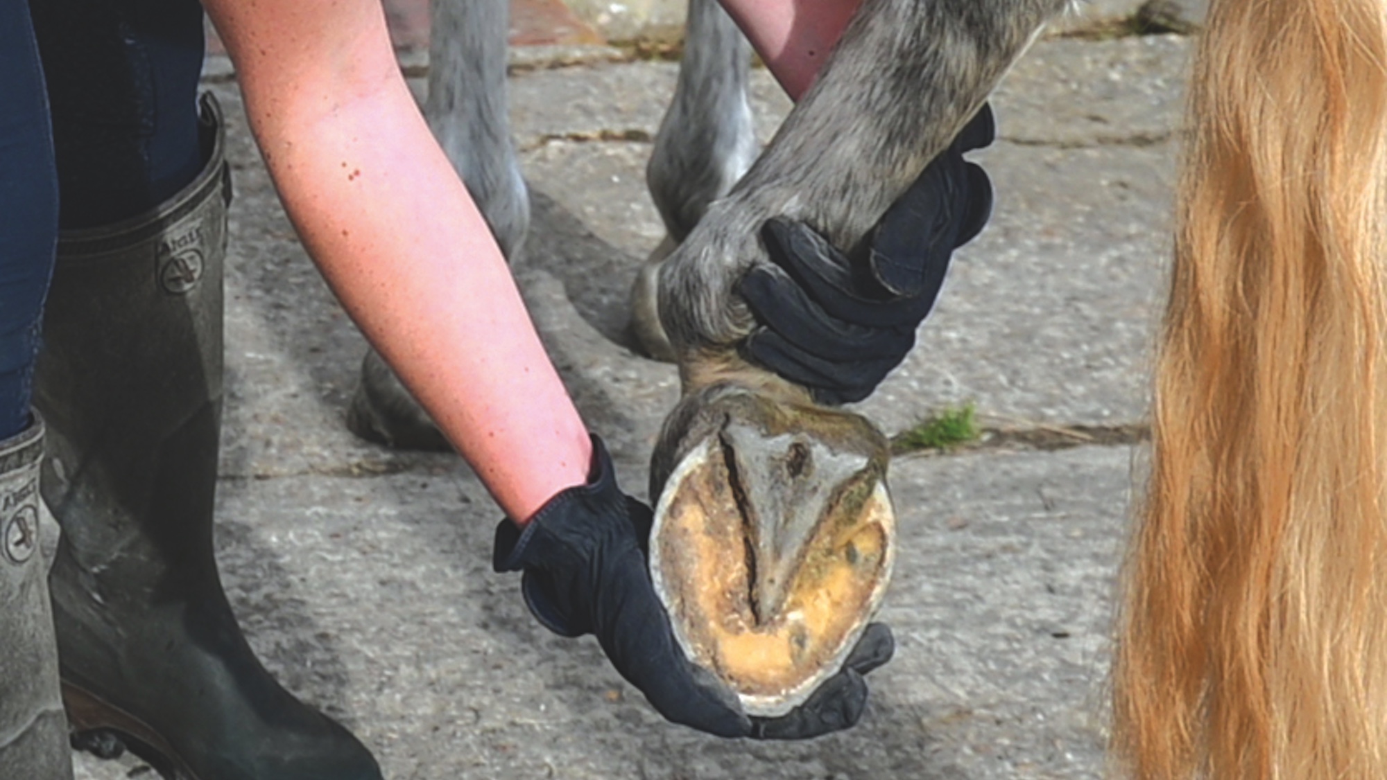 Demande un nouveau regard sur les règles relatives au ferrage des chevaux dans certaines classes d'exposition