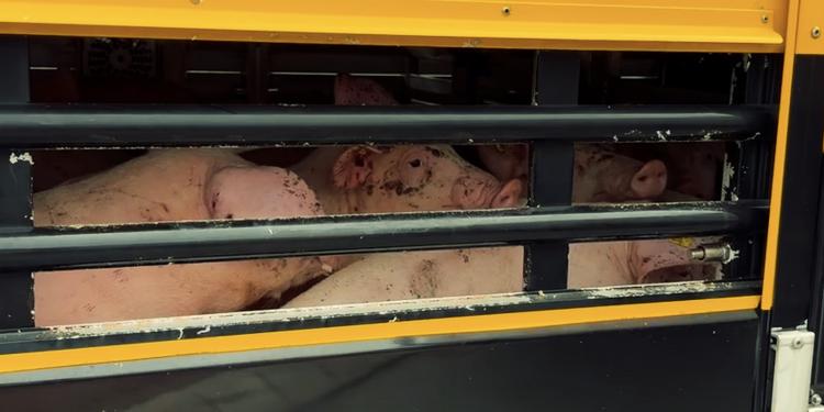 Des exportateurs danois de porcs falsifient des documents officiels pour envoyer des porcs en voyage illégal