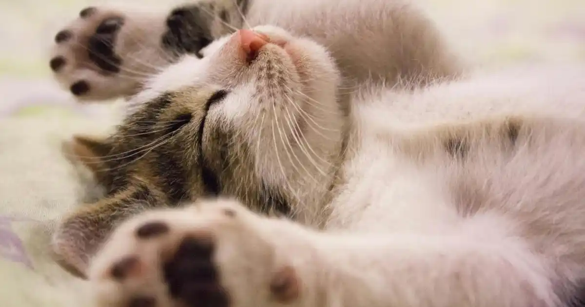 Garder votre chat en sécurité tout en profitant du plein air