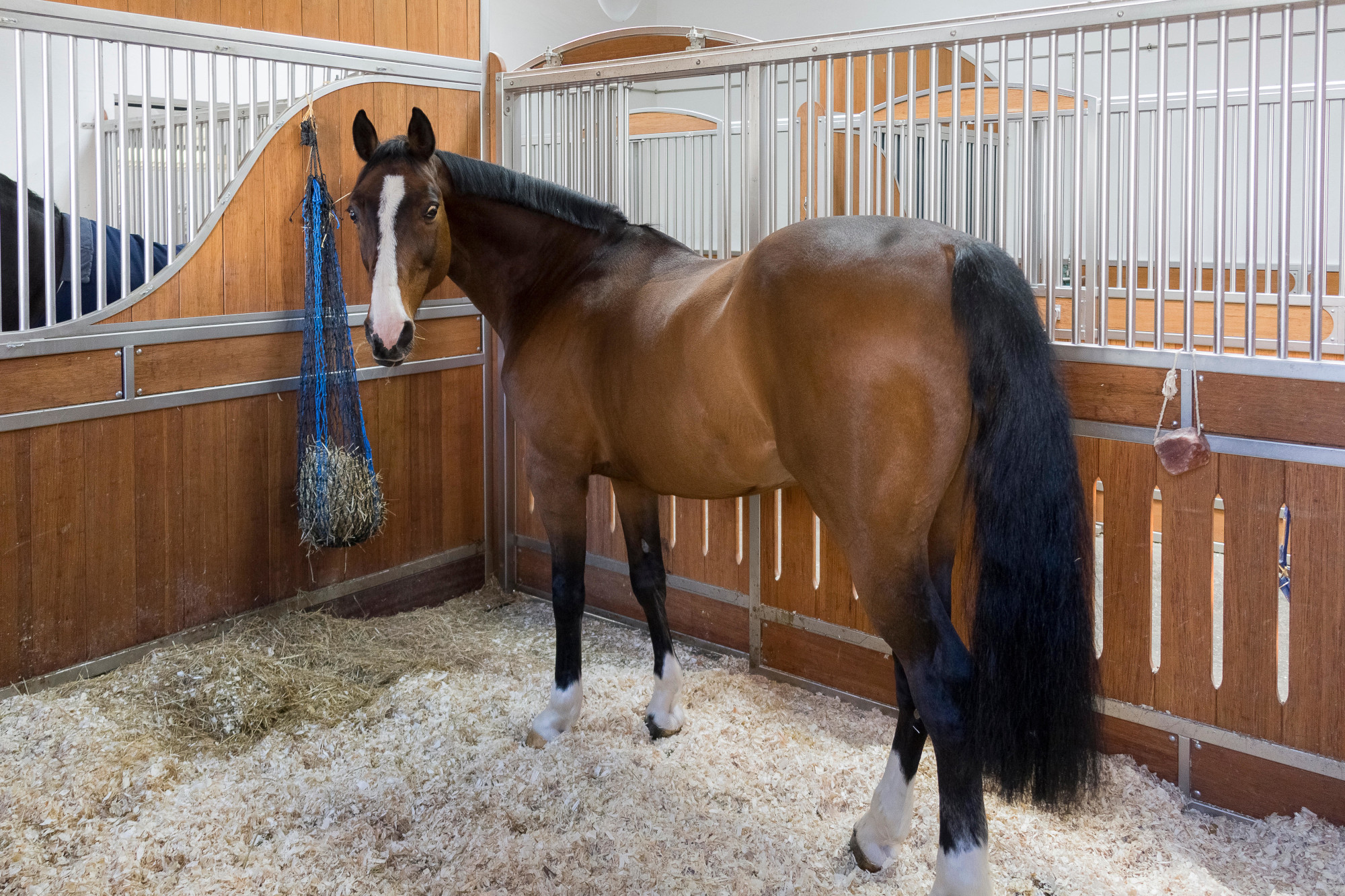 La recherche confirme que l'enrichissement peut avoir un impact positif sur les chevaux en écurie