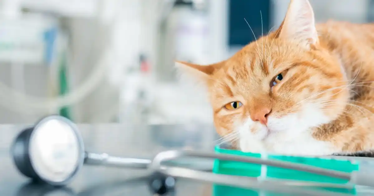 Neuf propriétaires d'animaux sur dix préféreraient que leurs animaux passent leurs derniers instants à la maison