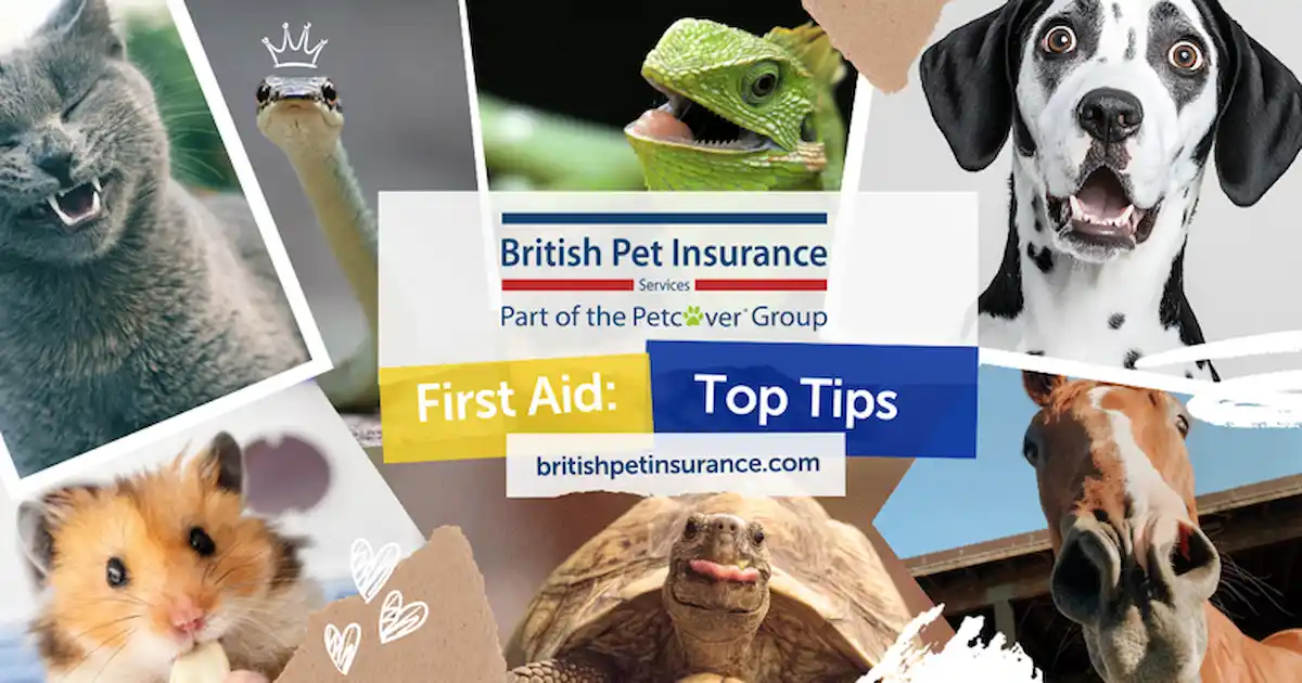 Premiers secours pour chats : ce que tout propriétaire britannique devrait savoir