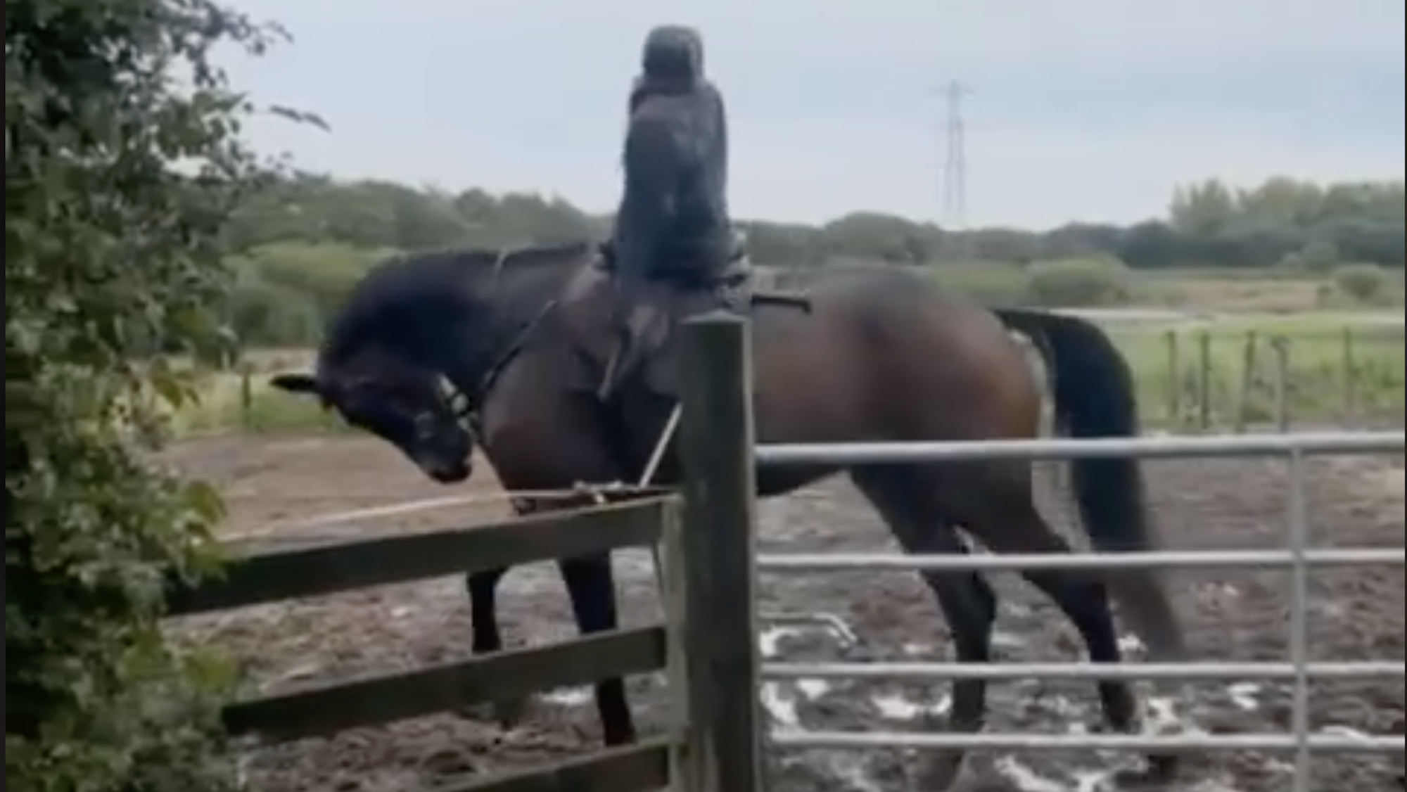 Soutenir une enquête vidéo factice et d'autres choses dont le monde du cheval parle