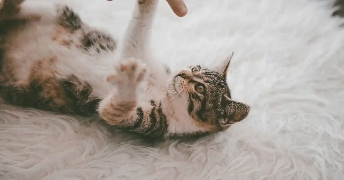 Un enrichissement que vous pouvez faire en cinq minutes
