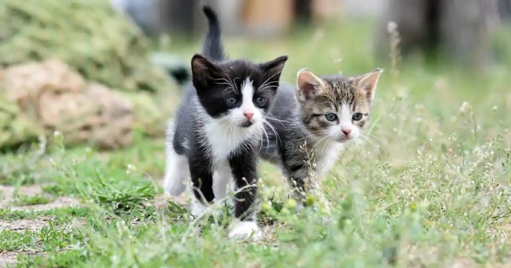 Un nouveau rapport révèle l'évolution de la propriété des chats - Du Chien