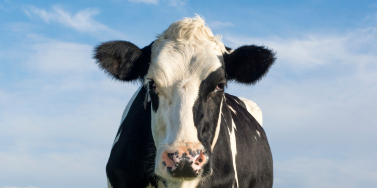 Les négociations sur la stratégie européenne en matière d’élevage au sein de l’EBAF sont compromises avant leur début : la Commission met la table avec les intérêts des grandes entreprises