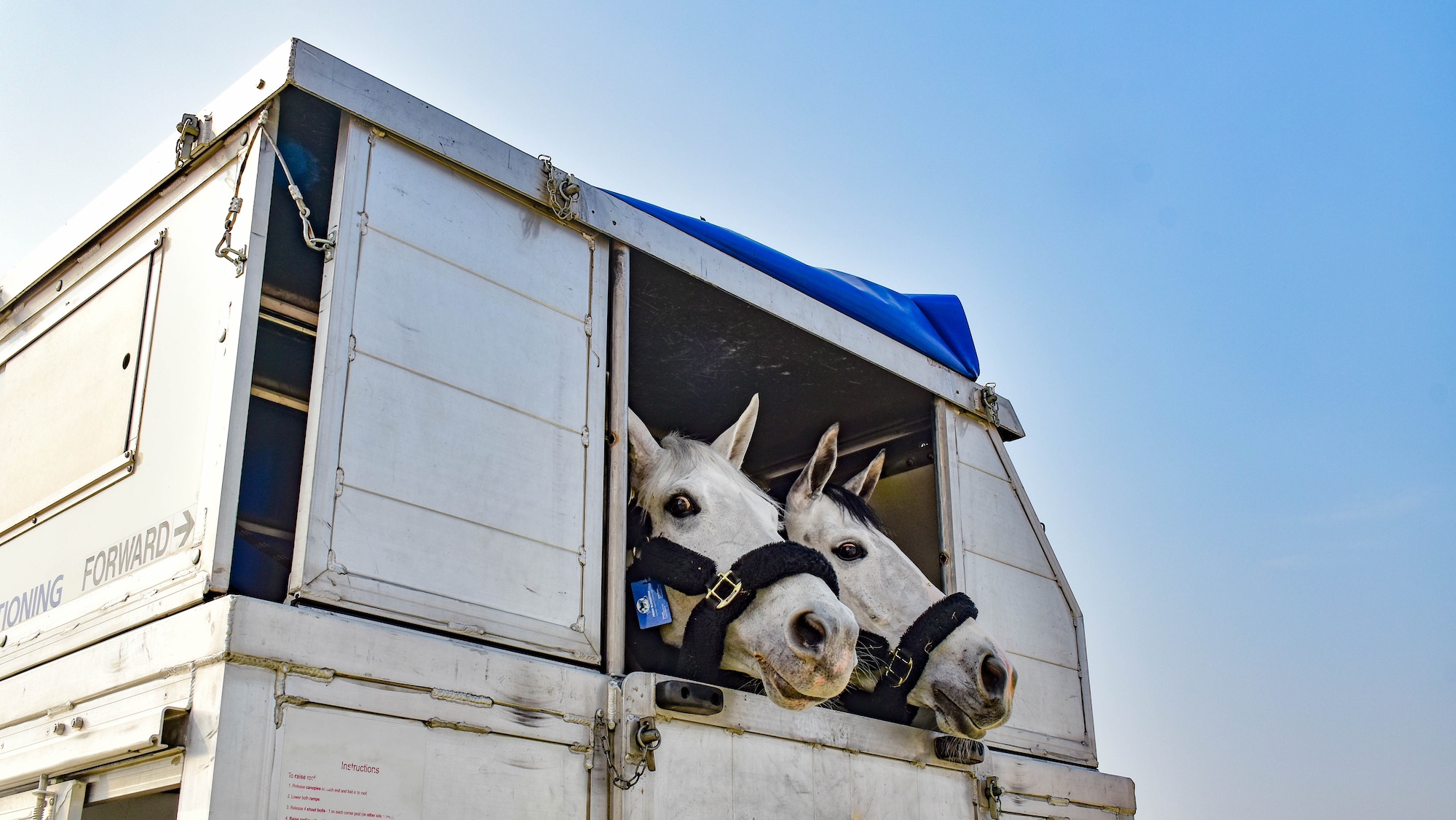 Poneys Shetland et chevaux de saut d'obstacles s'envolant pour Hong Kong