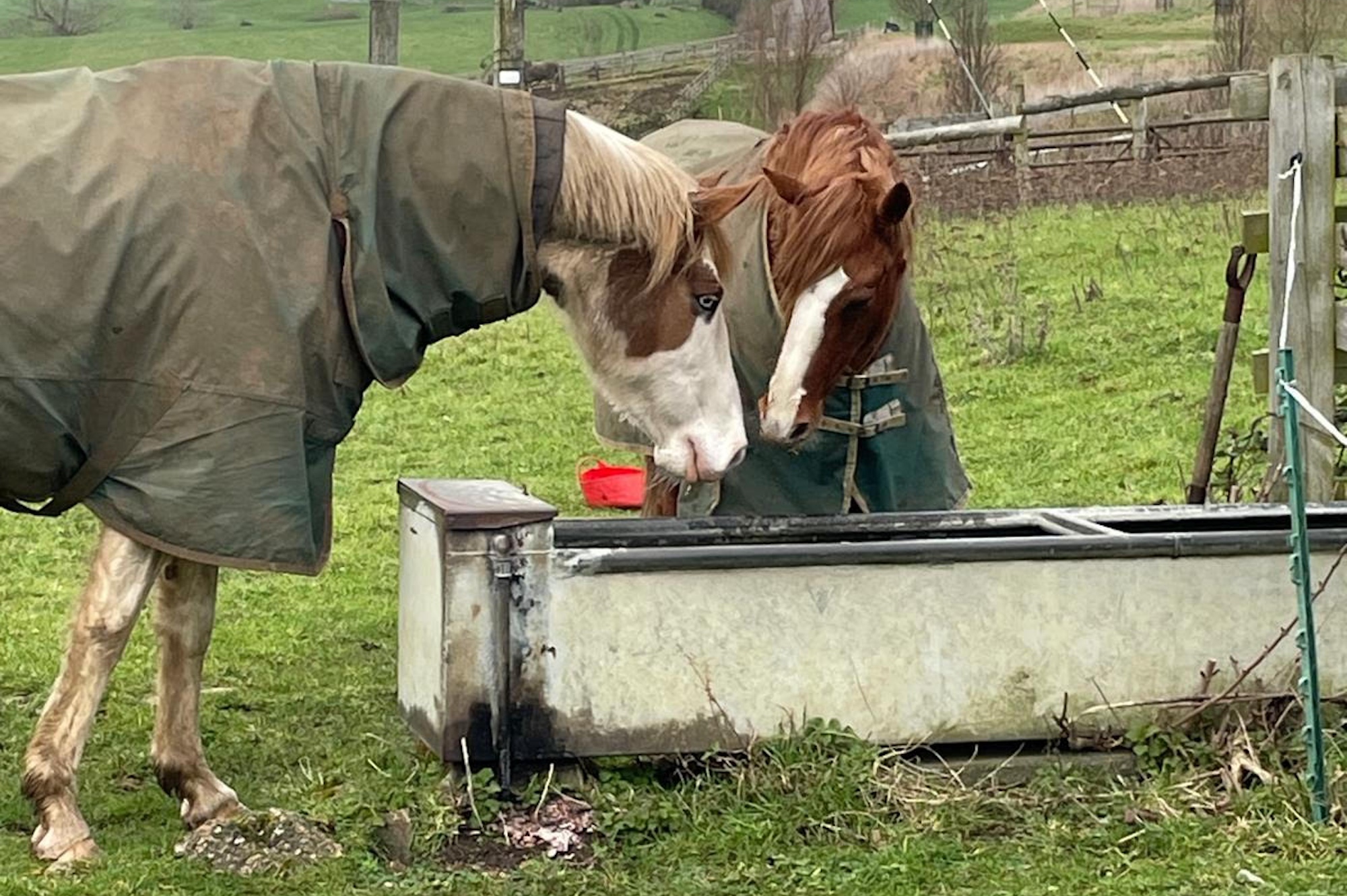 Prince Rusty avec Free Spirit sur le terrain