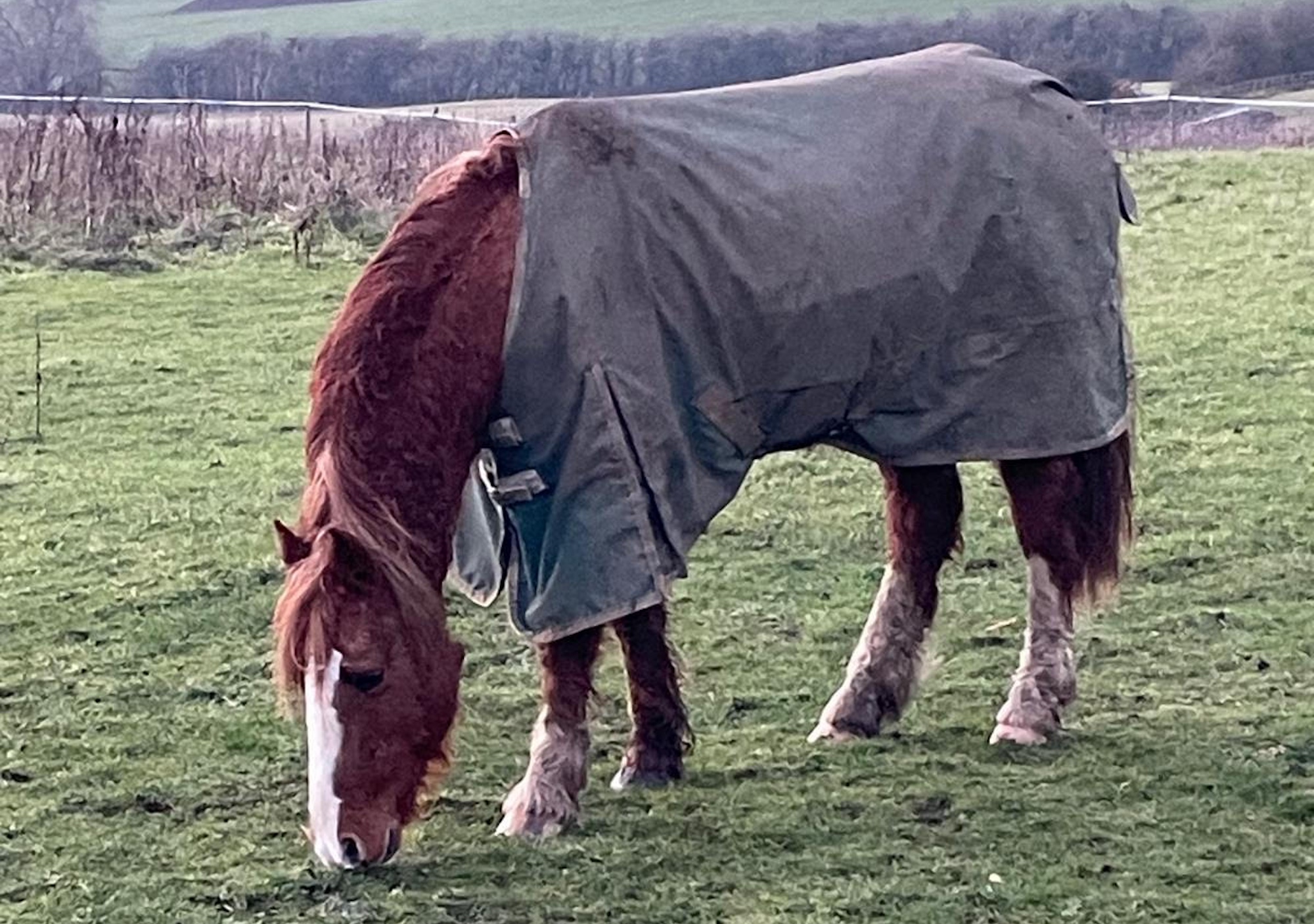 Le poney qui a survécu aux horreurs de Spindle Farm rentre définitivement à la maison