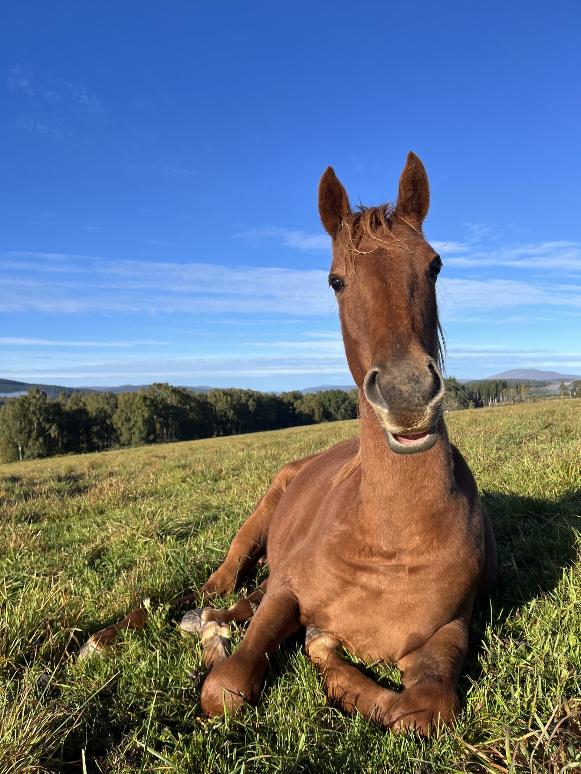 Un cheval alezan sauvé de Kerry Anne Pickersgill, se reposant maintenant dans un champ