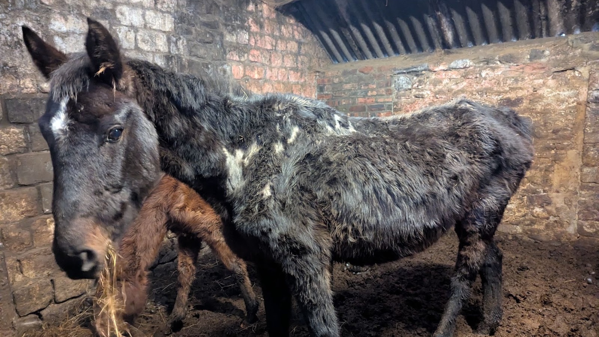Kerry Anne Pickersgill condamnée pour avoir laissé souffrir des chevaux