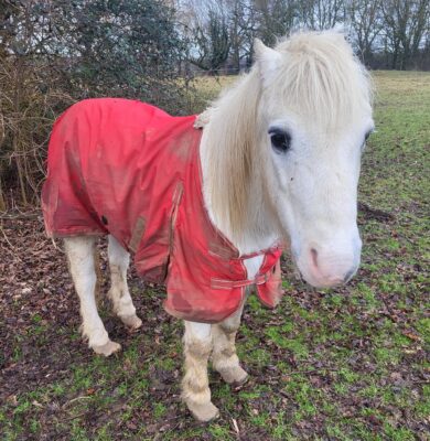 Daniel Robert Briggs condamné pour avoir laissé souffrir un poney