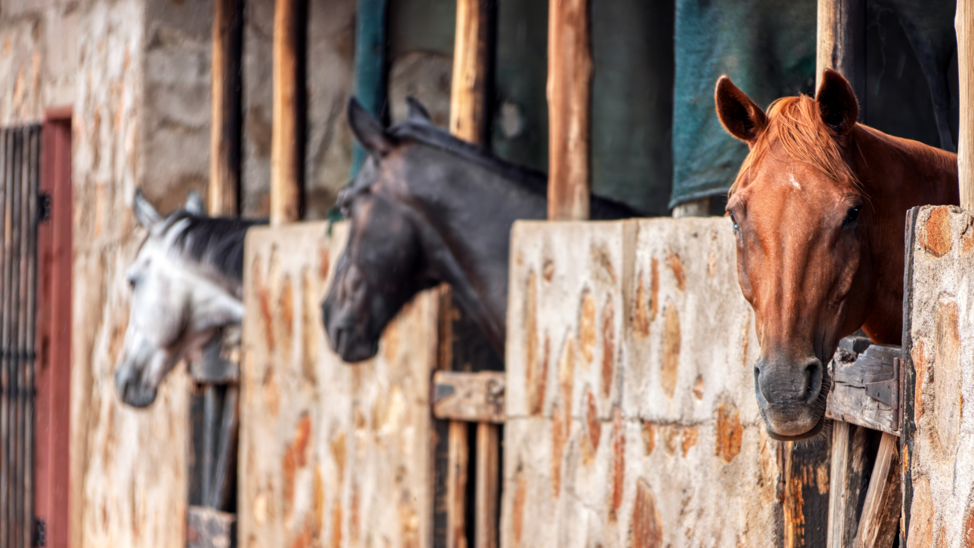 Les avocats discutent de ce qui arrive aux chevaux dans les affaires de divorce