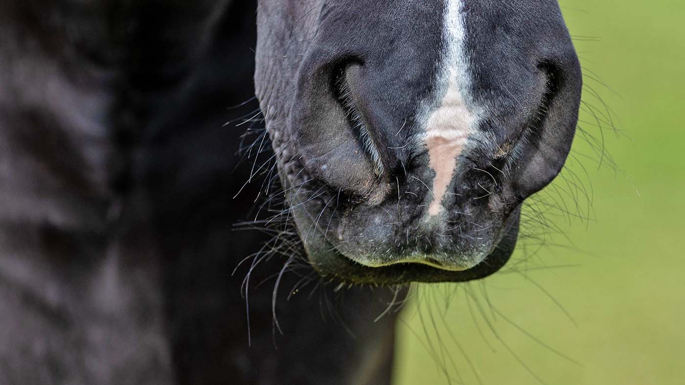 Les chevaux peuvent sentir la peur des humains, selon une étude, et changer de comportement