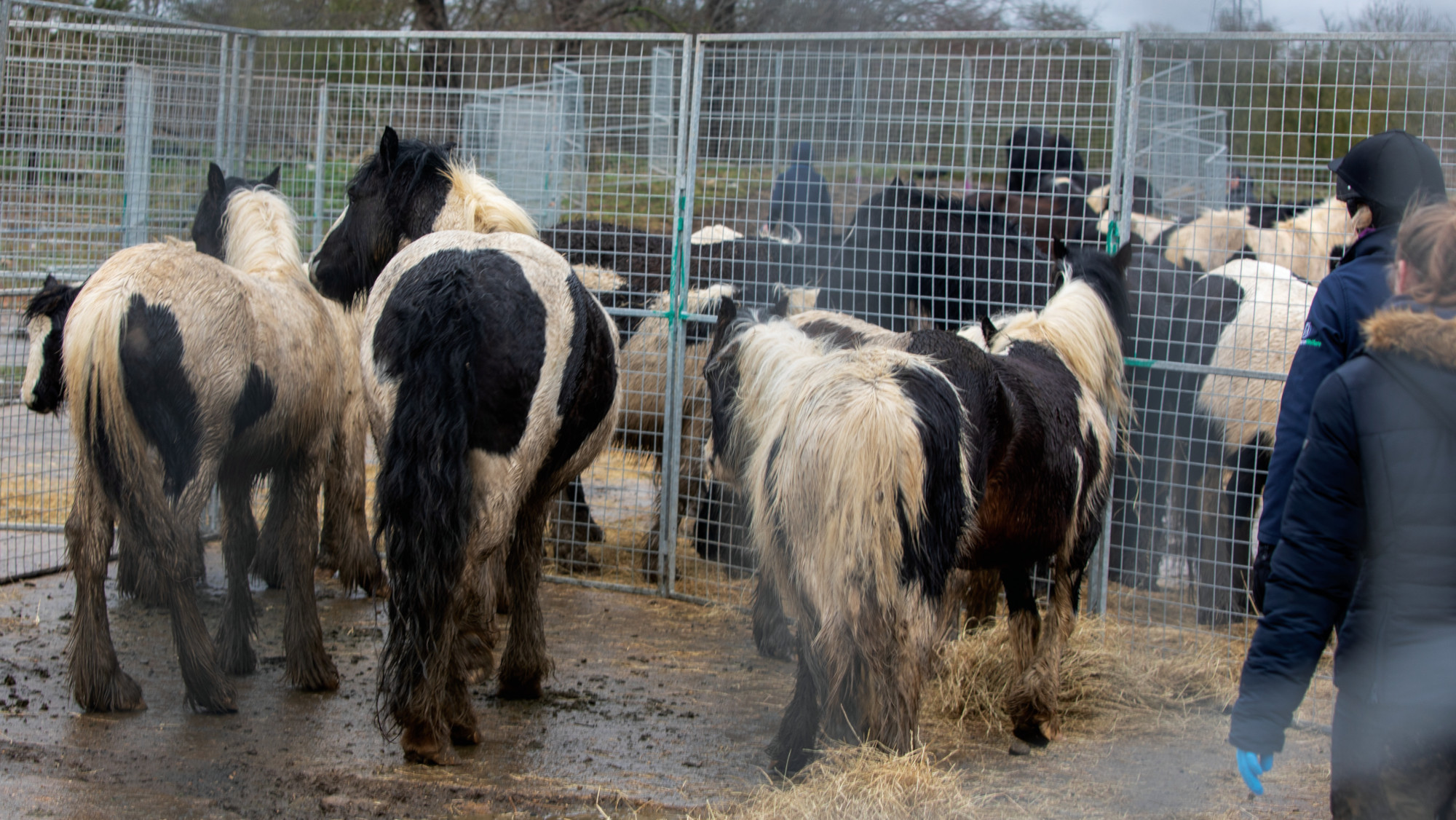 Les députés débattent de l'introduction d'une licence pour les centres de sauvetage d'animaux