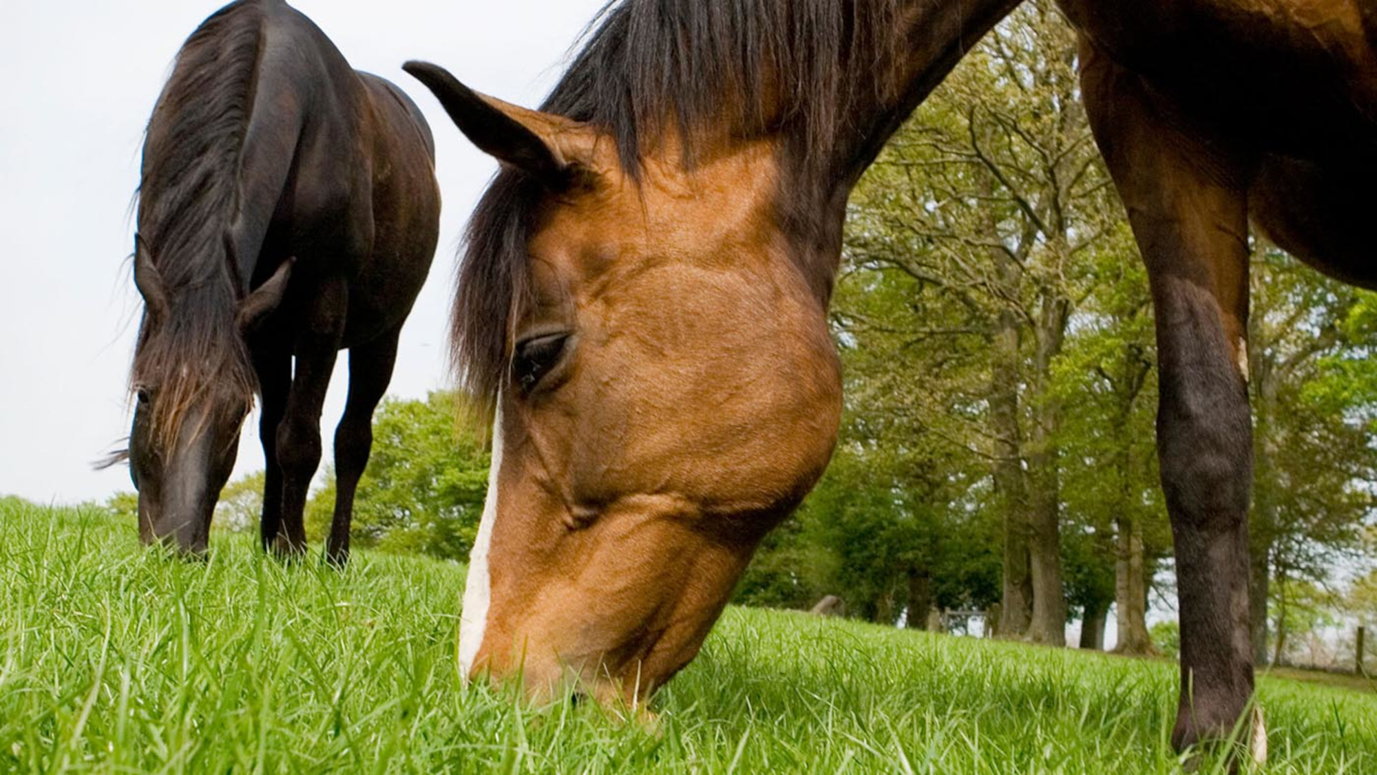 Prix ​​des meilleures écuries d'Allemagne pour l'excellent élevage de chevaux