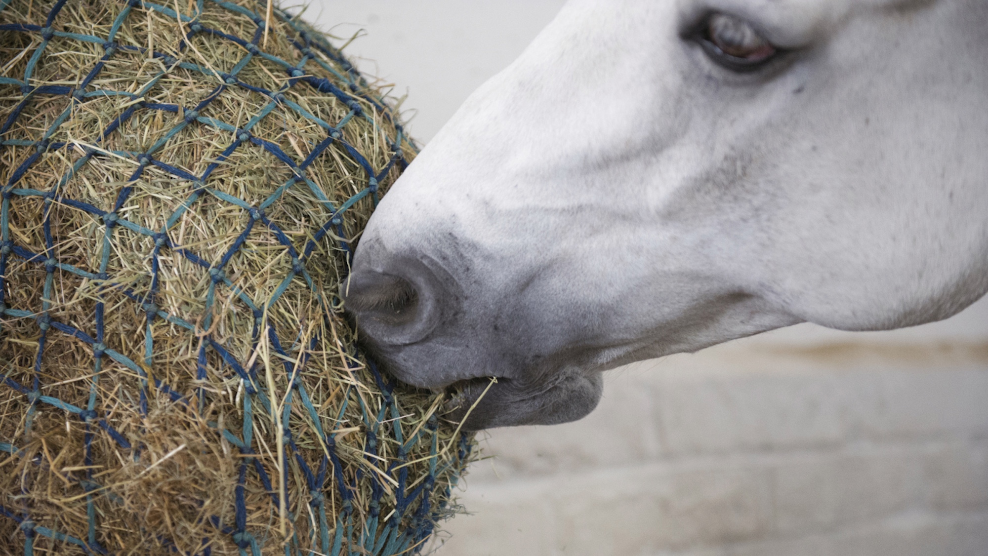 Réfléchir à des sources alternatives de fourrage pour les chevaux
